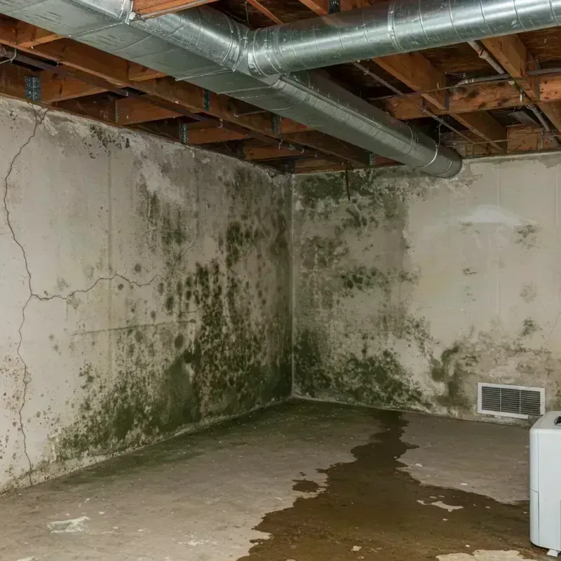 Professional Mold Removal in Bloomsburg, PA